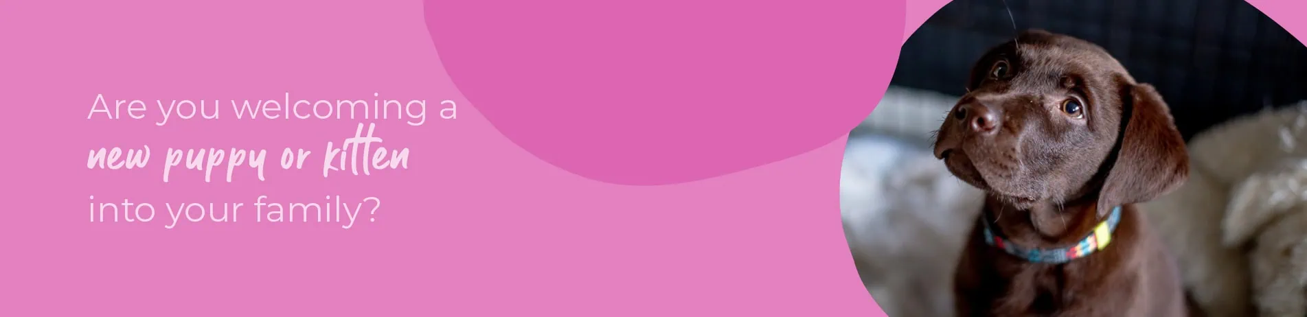 Welcoming your new puppy or kitten