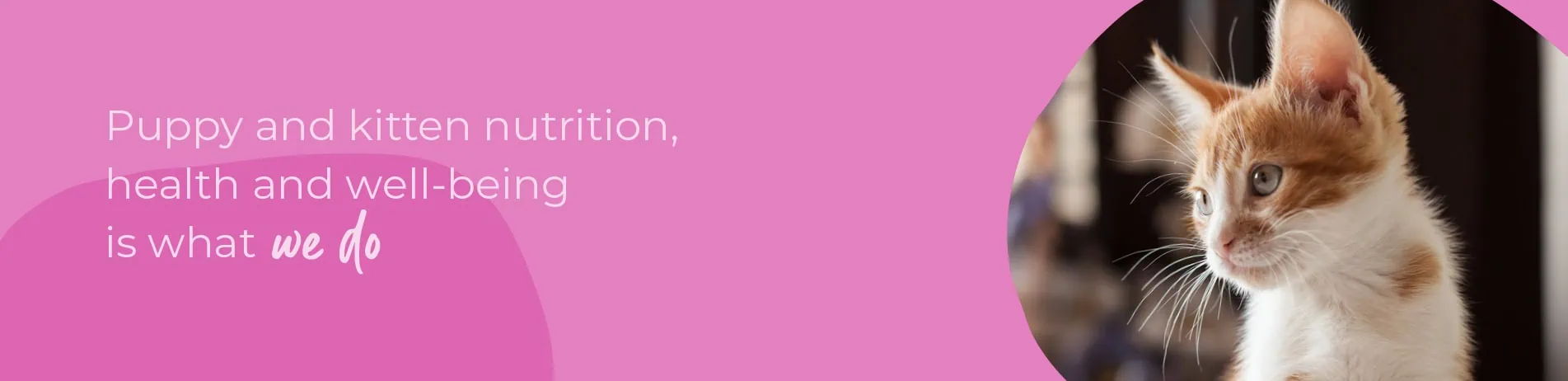 Welcoming your new puppy or kitten