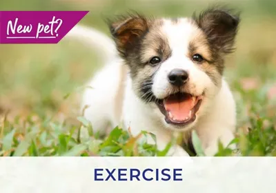 Leicester vets discuss exercising puppies and kittens