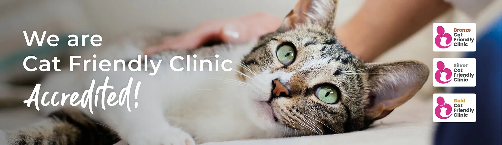Park Vet Group Cat Friendly Clinic