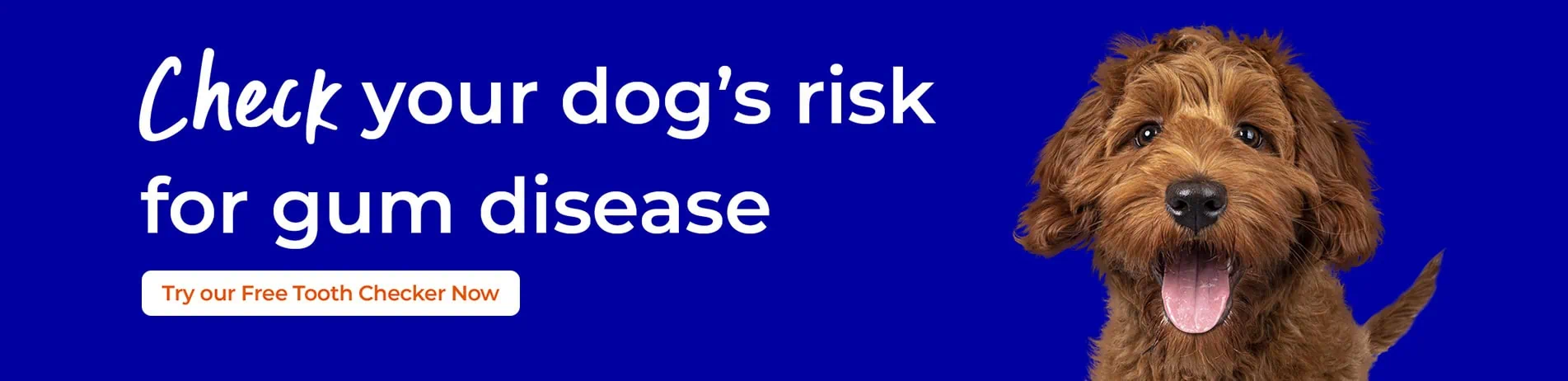 Oral Health Care for Cats